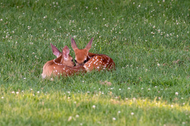 Two white-tailed deer fawns bedded down - Foto, imagen
