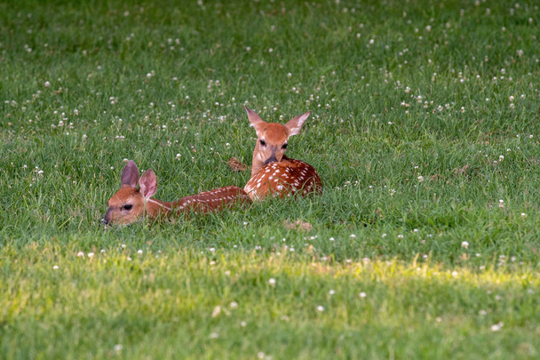 Two white-tailed deer fawns bedded down - Foto, Imagen