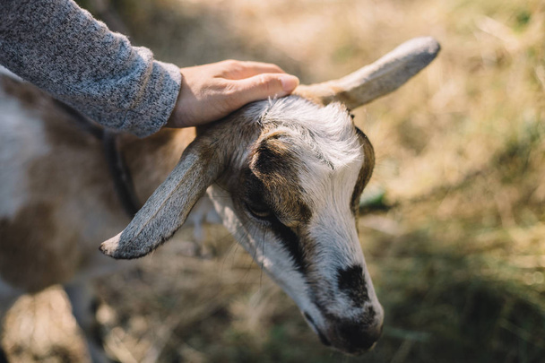 girl stroke goats hands close up outdoors - 写真・画像