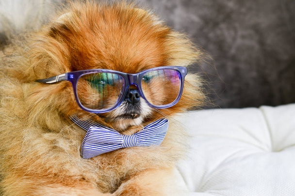   Μεγάλο σκυλάκι με παπιγιόν και γυαλιά ανάγνωσης. Έξυπνο σκυλί  - Φωτογραφία, εικόνα