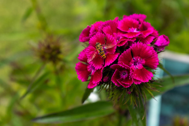 Un primo piano di una vespa che raccoglie polline da alcuni bellissimi fiori rosa e magenta
 - Foto, immagini