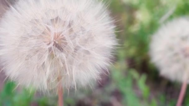 close-up of a white dandelion against a green field. - Footage, Video