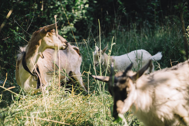 Cabras adultas y jóvenes en el granero
 - Foto, Imagen
