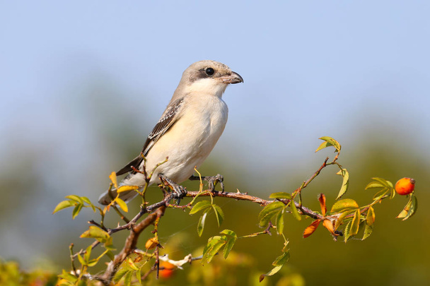 junior lesser gray shrike (Lanius minor) sits on a branch of a dogrose against a blue sky - Photo, Image