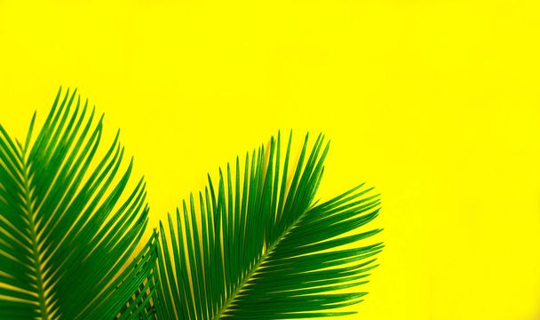 Trooppiset palmunlehdet kirkkaan keltaisella pohjalla. Luova ulkoasu todellisia trooppisia lehtiä sinisellä pohjalla. Kesäkonsepti Tasainen kuva ja kopiotila
. - Valokuva, kuva