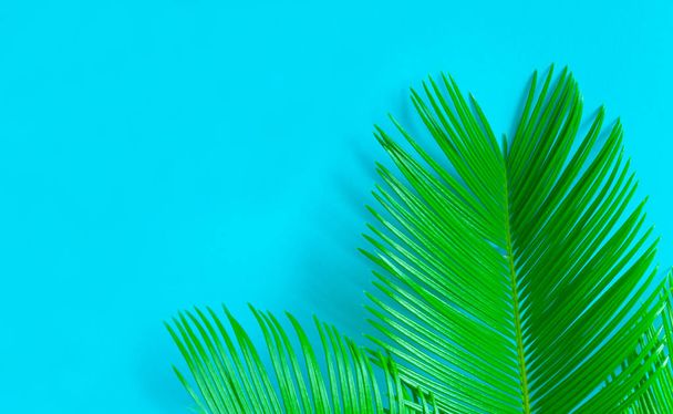 Trópusi Pálma levelek a kék háttér. A valódi trópusi levelek kreatív elrendezése kék háttérrel. Nyári koncepció. Laposkép másolási hellyel. - Fotó, kép