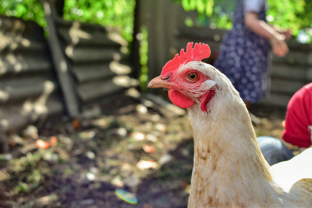 Chickens in the chicken coop on a home farm, livestock farm. - Photo, Image