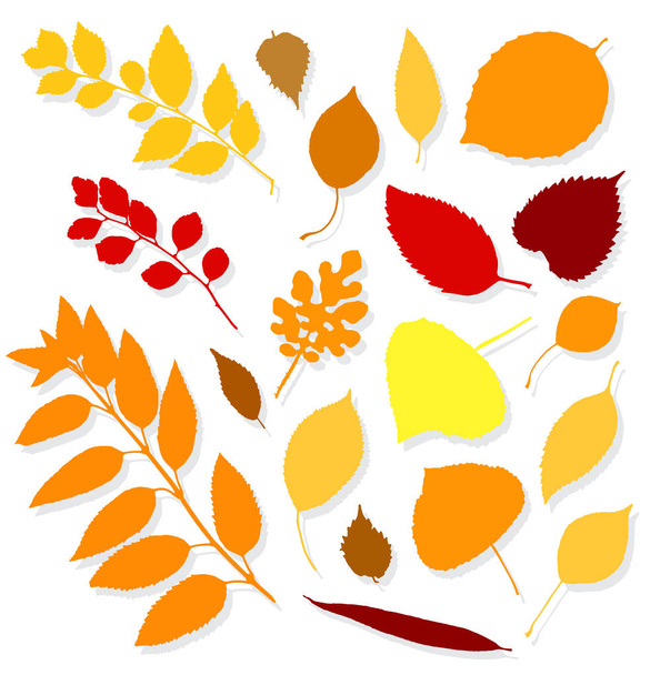 Feuilles d'automne colorées sur fond blanc
 - Vecteur, image