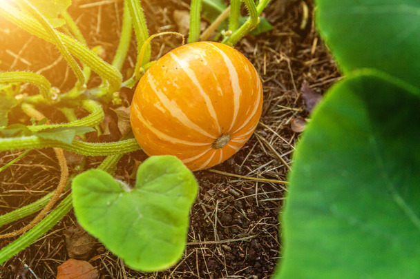 Grande citrouille orange poussant sur le lit dans le jardin, récolte de légumes biologiques
 - Photo, image