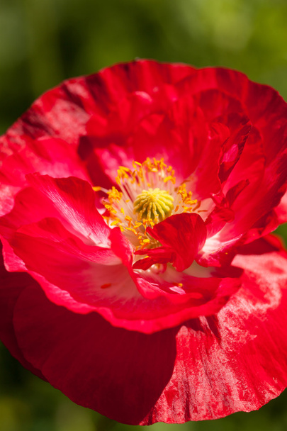 Poppy flower - Foto, immagini