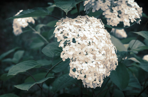 Hydrangea květy v zahradě mezi zelenými listy - Fotografie, Obrázek