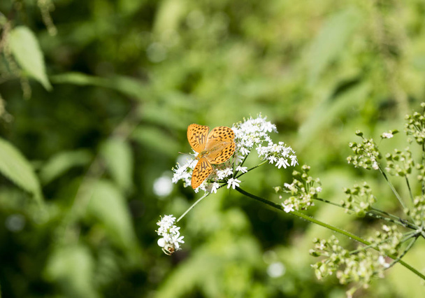 Oranje vlinder zittend op witte bloem macro achtergrond Fine Art in hoge kwaliteit prints producten 50 megapixels - Foto, afbeelding