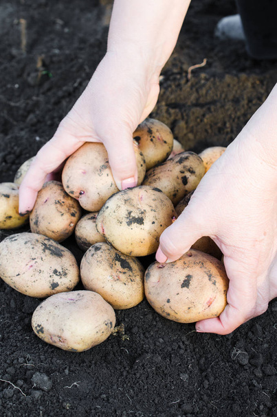 Harvest ecological potatoes in in farmer's hands. - 写真・画像
