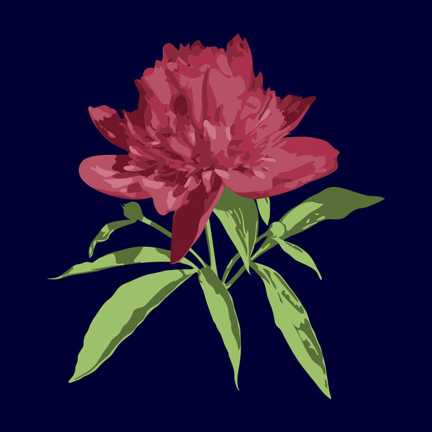 Big isolated pink vector peony with green leaves - Vektor, obrázek