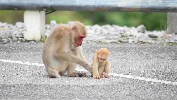 Мать и ребенок макак обезьяны едят пищу, которая падает на землю
. - Кадры, видео