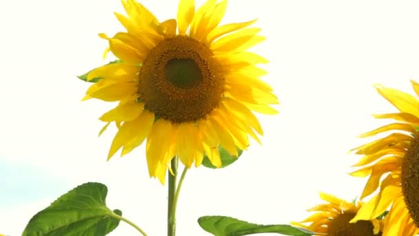 Bloeiende zonnebloemen veld op heldere zonnige zomerdag met de zon heldere achtergrondverlichting. Agrarische bloem achtergrond. - Video