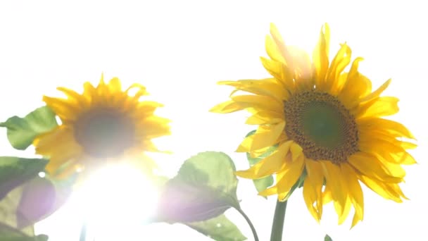 Virágzó napraforgók területén ragyogó napsütéses nyári napon a nap ragyogó háttérvilágítással. Mezőgazdasági virágháttér. - Felvétel, videó