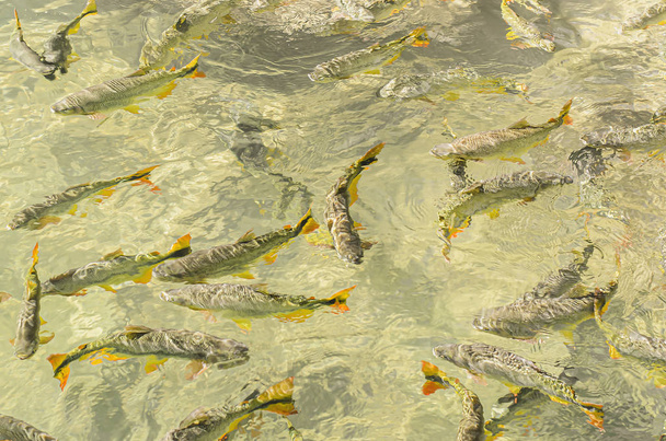 Shoal of Piraputanga Fishes from Bonito MS Brazil
 - Фото, изображение