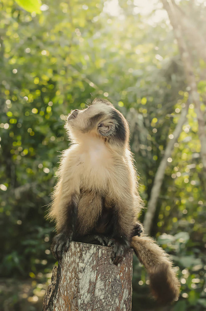 Macaco Prego, Βραζιλία - Φωτογραφία, εικόνα