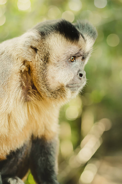 Profil d'un singe sauvage dans la jungle. Primat Macaco Prego (singe ongle), Sapajus. Brésilien - animal sud-américain
.  - Photo, image