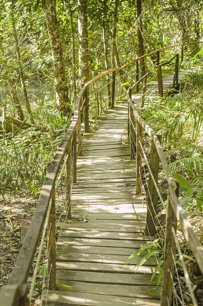 Chemin de randonnée en bois au milieu de la forêt
. - Photo, image