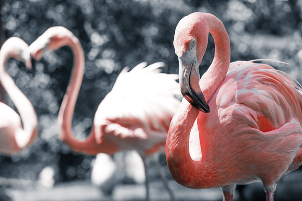 Pink flamingos against blurred background - Photo, Image