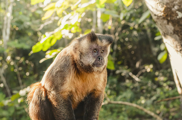 wilder Affe im Dschungel - Foto, Bild