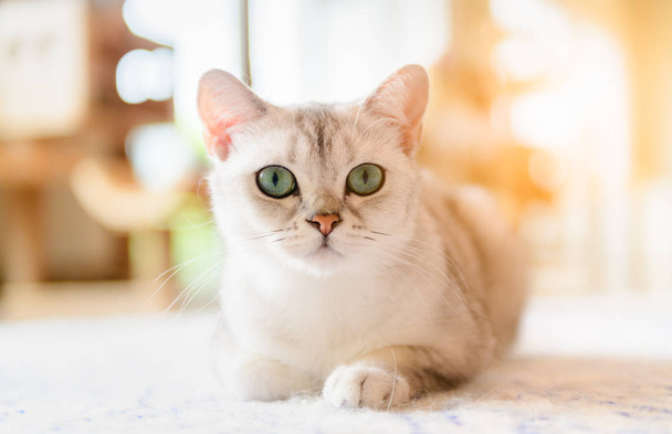 Cute brown scottish fold cat sit on the mat. - Photo, Image