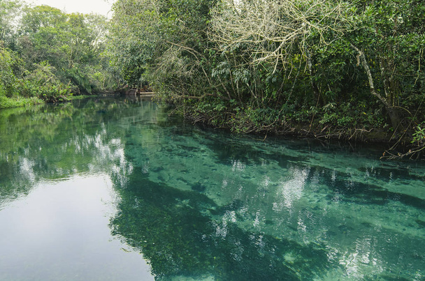 Rzeka Bonito MS, Brazylia - Zdjęcie, obraz