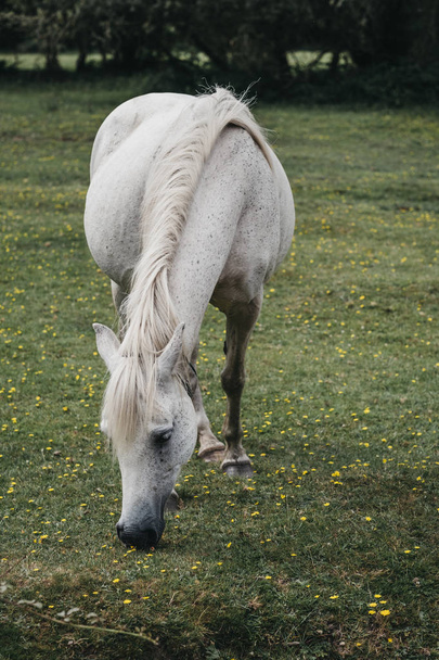 White horse grazing in a field inside The New Forest park in Dor - Photo, Image