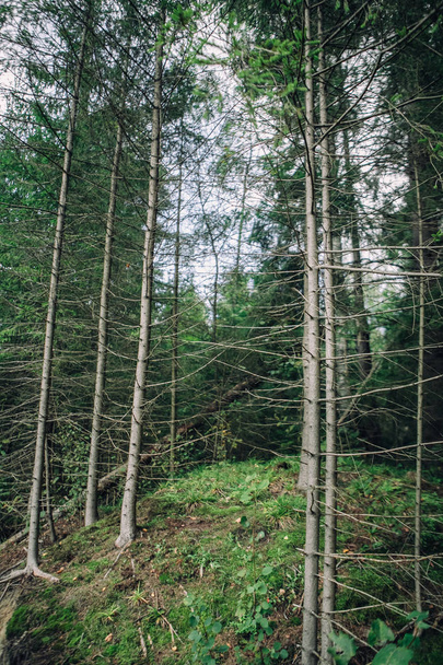 Pohled na kopec s borovicovým lesem a modrou bezmračnou oblohou - Fotografie, Obrázek