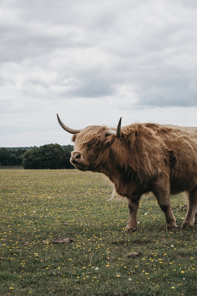 Highland Cattle standing in a field inside The New Forest park i - Фото, зображення