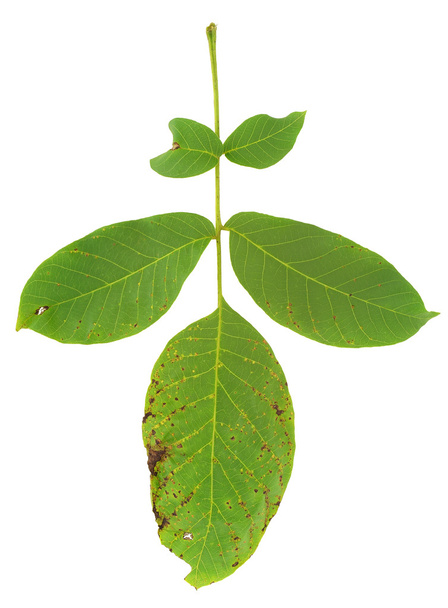 Лист орехового дерева атакован клещами, Aceria erineus
 - Фото, изображение