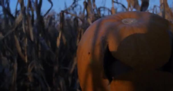 Jack-o-lantern close-up. Halloween enge pompoen hoofd close-up gaat door een maïsveld. - Video