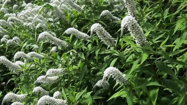 Flores Cohosh pretas em um jardim de quintal
 - Filmagem, Vídeo
