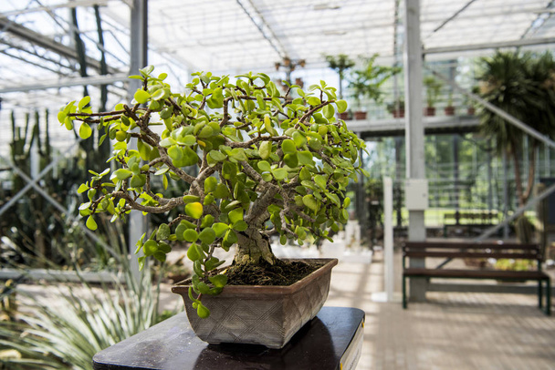 Bel arbre de bonsaï dans le jardin de verre de bonsaï. Photo abstraite de la culture des bonsaïs
. - Photo, image