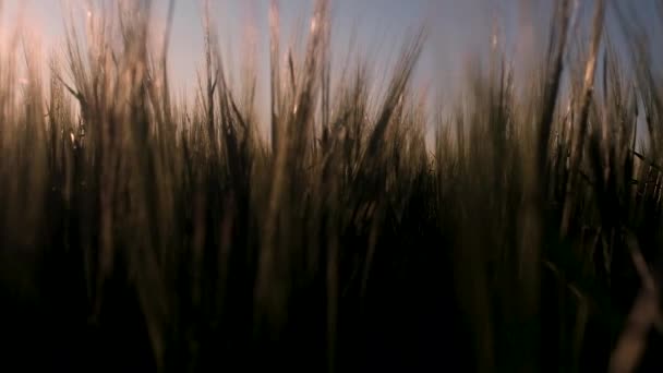 mooie zonsondergang op het gebied van rijpende tarwe. de camera beweegt langzaam door de planten, raakt de stengels en stijgt op naar de avondhemel en de zon. Zacht licht en bokeh. - Video