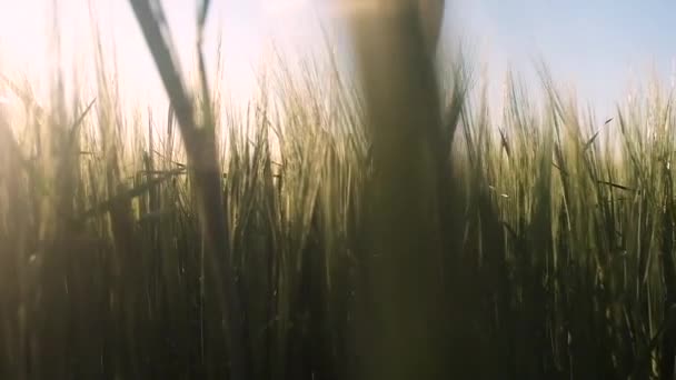 mooie dageraad op het gebied van groene tarwe. de camera beweegt door de planten en stijgt naar de ochtend hemel en de zon. Zacht licht en bokeh. - Video