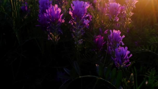 kleurrijke zonsondergang op een bloemen veld. Mooie paarse bloemen op gele hemel en zon achtergrond. de camera gaat omhoog en flauw in het frame. Verlichting achteraan - Video