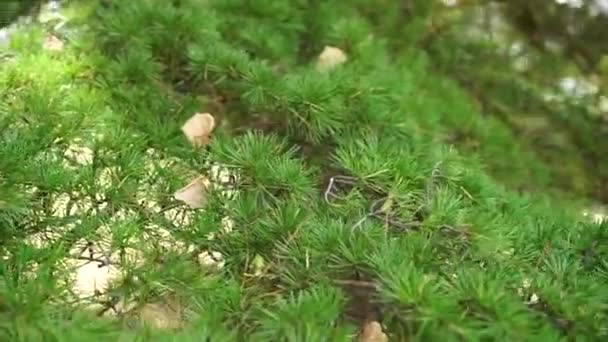 A juicy bright branch of evergreen coniferous tree with bunches of needles close-up from different sides - Filmagem, Vídeo