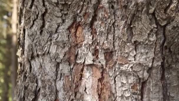 Conifer trunk in wild evergreen forest. Bottom up - Felvétel, videó