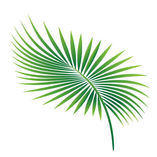 白い背景に分離されたベクトル熱帯ヤシの葉 - ベクター画像