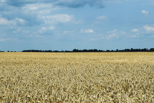 Campo de trigo dorado bajo el cielo azul y nubes - Foto, Imagen