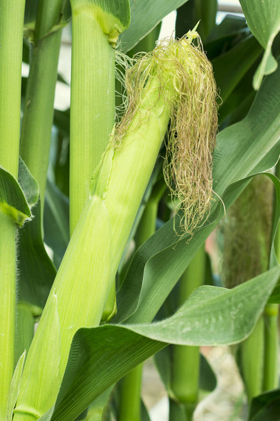 An ear of corn, young green corn with leaves on the field in summer, close up growing plant, agriculture concept, outdoor - Photo, Image