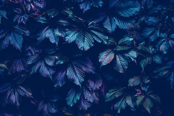 G ile yaratıcı floresan renk doğal yaratıcı arka plan - Fotoğraf, Görsel