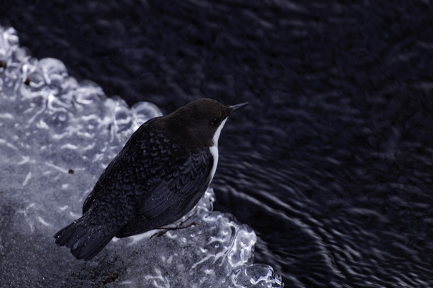 White-throated dipper, captain of an ice float - Photo, Image