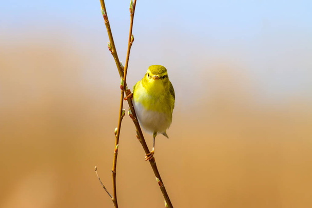 Μικρό χαριτωμένο κίτρινο πουλί. Φυσικό φόντο. Ο ξυλοπόλεμος. Φυλλοσκοπους. - Φωτογραφία, εικόνα