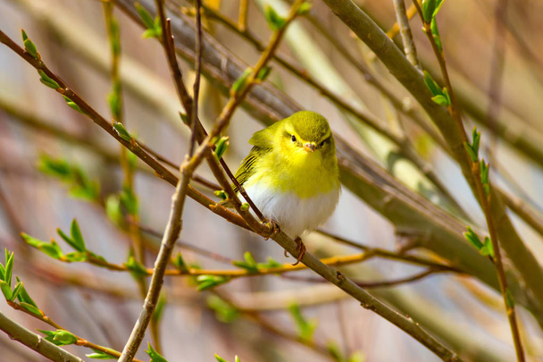 Μικρό χαριτωμένο κίτρινο πουλί. Φυσικό φόντο. Ο ξυλοπόλεμος. Φυλλοσκοπους. - Φωτογραφία, εικόνα