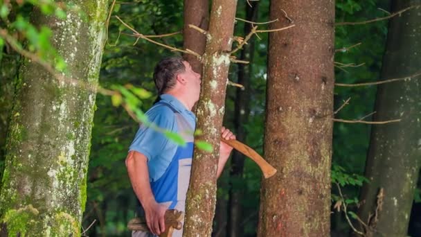 フォレスターは、地衣類でいっぱいの木の幹の間を森の中を歩いていて、それを切り倒すのに最適な木を探しています. - 映像、動画