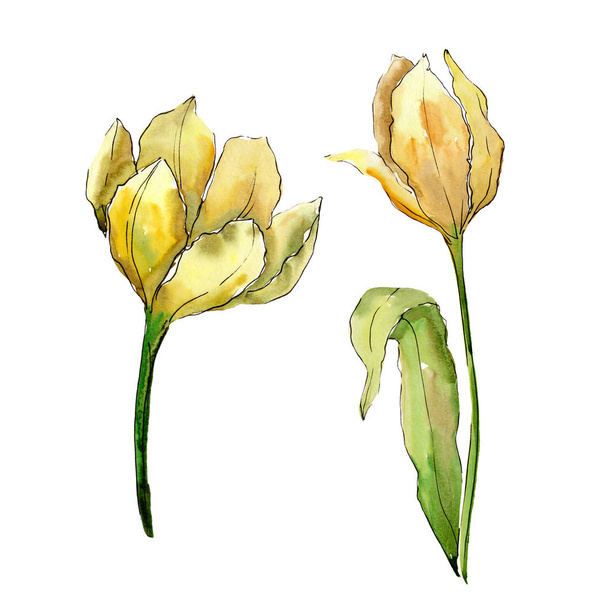 Tulip floral botanical flowers. Watercolor background illustration set. Isolated tulips illustration element. - Fotoğraf, Görsel